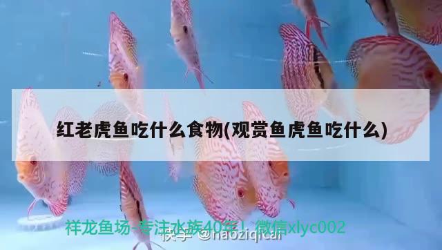 紅老虎魚吃什么食物(觀賞魚虎魚吃什么) 紅老虎魚