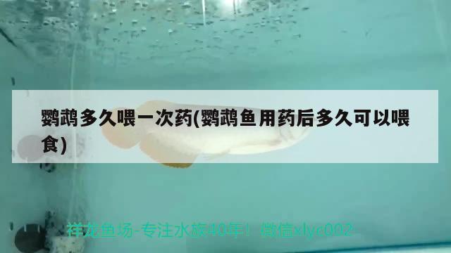 鸚鵡多久喂一次藥(鸚鵡魚用藥后多久可以喂食) 鸚鵡魚