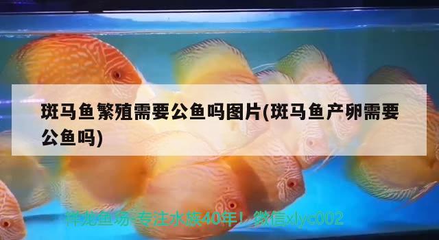 斑馬魚繁殖需要公魚嗎圖片(斑馬魚產(chǎn)卵需要公魚嗎)