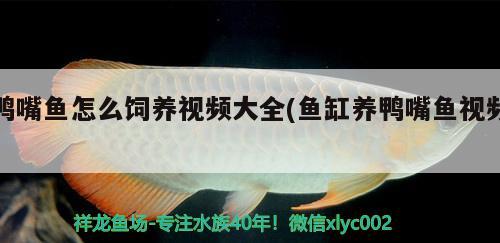 鴨嘴魚(yú)怎么飼養(yǎng)視頻大全(魚(yú)缸養(yǎng)鴨嘴魚(yú)視頻)