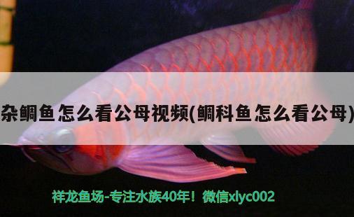 雜鯛魚怎么看公母視頻(鯛科魚怎么看公母)