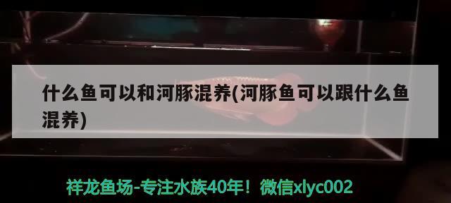 什么魚可以和河豚混養(yǎng)(河豚魚可以跟什么魚混養(yǎng)) 七彩神仙魚