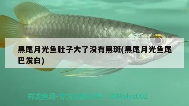 黑尾月光魚(yú)肚子大了沒(méi)有黑斑(黑尾月光魚(yú)尾巴發(fā)白) 2024第28屆中國(guó)國(guó)際寵物水族展覽會(huì)CIPS（長(zhǎng)城寵物展2024 CIPS）