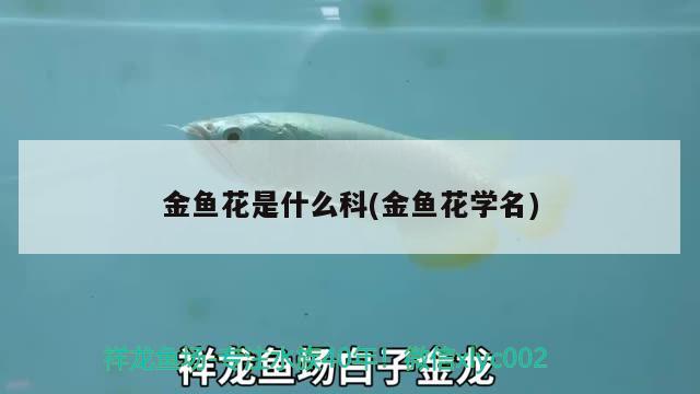 金魚花是什么科(金魚花學(xué)名) 白子球鯊魚