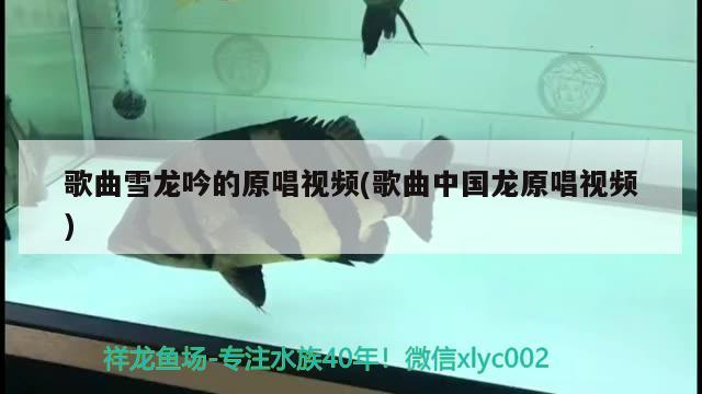 歌曲雪龍吟的原唱視頻(歌曲中國龍原唱視頻) 水族燈（魚缸燈）