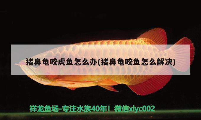 豬鼻龜咬虎魚怎么辦(豬鼻龜咬魚怎么解決) 豬鼻龜百科