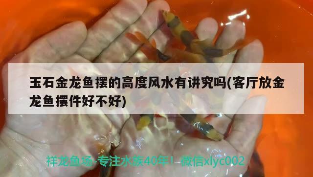 玉石金龍魚擺的高度風(fēng)水有講究嗎(客廳放金龍魚擺件好不好) 魚缸風(fēng)水