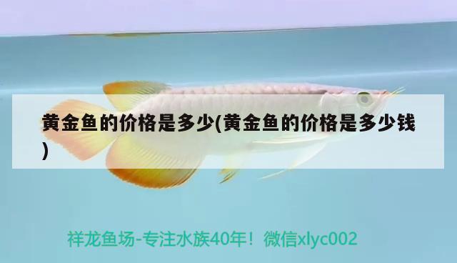 黃金魚的價(jià)格是多少(黃金魚的價(jià)格是多少錢) 森森魚缸