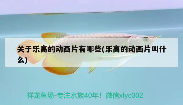 關(guān)于樂高的動畫片有哪些(樂高的動畫片叫什么) 銀古魚苗