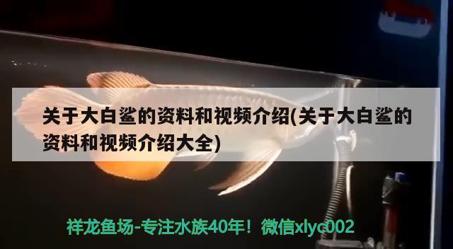 關于大白鯊的資料和視頻介紹(關于大白鯊的資料和視頻介紹大全) 祥龍金禾金龍魚