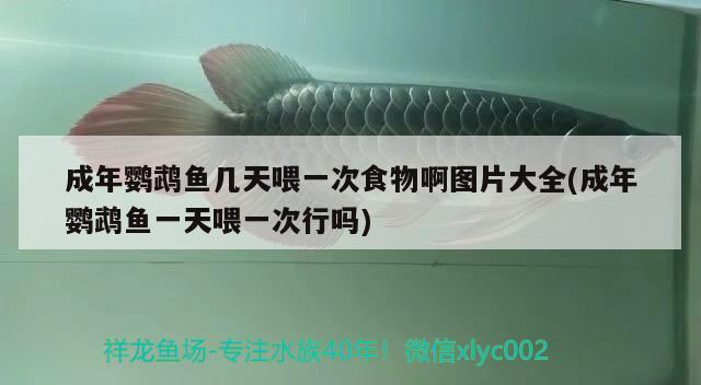 成年鸚鵡魚幾天喂一次食物啊圖片大全(成年鸚鵡魚一天喂一次行嗎)