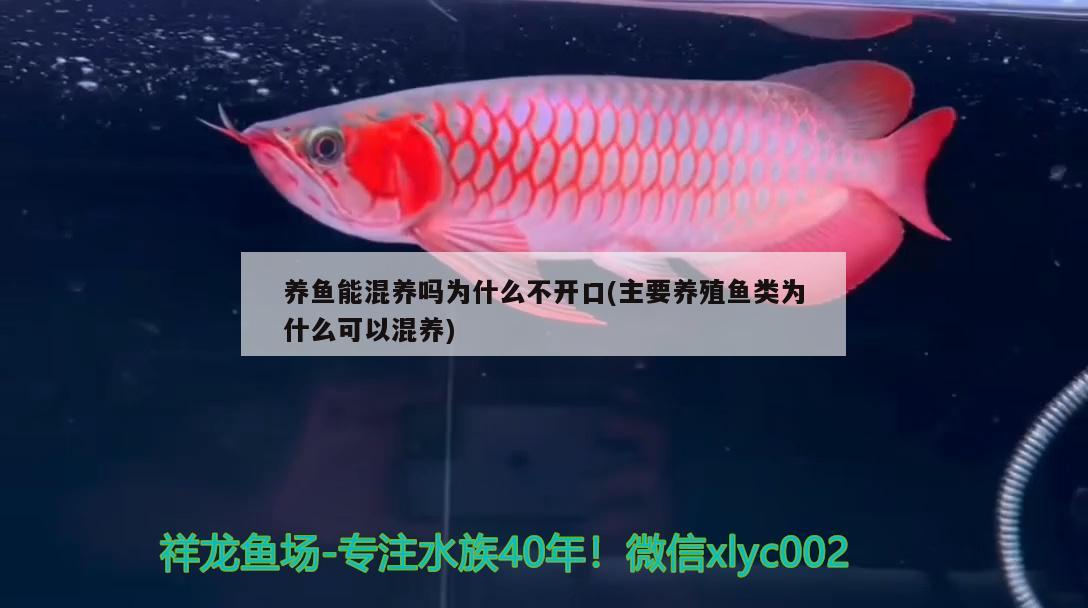 養(yǎng)魚能混養(yǎng)嗎為什么不開口(主要養(yǎng)殖魚類為什么可以混養(yǎng)) 野生埃及神仙魚