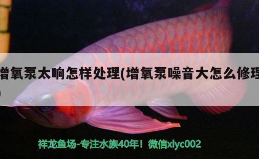 增氧泵太響怎樣處理(增氧泵噪音大怎么修理) 藍底過背金龍魚