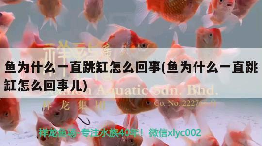 魚為什么一直跳缸怎么回事(魚為什么一直跳缸怎么回事兒) 銀古魚苗