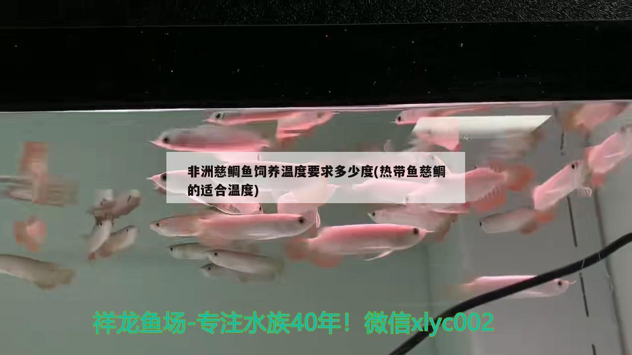 非洲慈鯛魚(yú)飼養(yǎng)溫度要求多少度(熱帶魚(yú)慈鯛的適合溫度) 小型觀賞魚(yú)