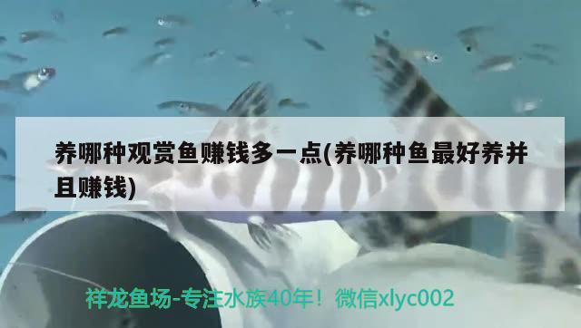 養(yǎng)哪種觀賞魚賺錢多一點(養(yǎng)哪種魚最好養(yǎng)并且賺錢) 巴西亞魚苗