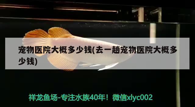 寵物大概多少錢(去一趟寵物大概多少錢) 黃金貓魚