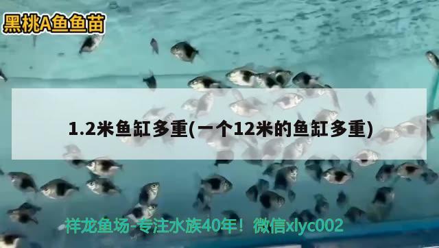 1.2米魚缸多重(一個(gè)12米的魚缸多重) 印尼三紋虎