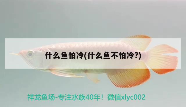 什么魚怕冷(什么魚不怕冷？)