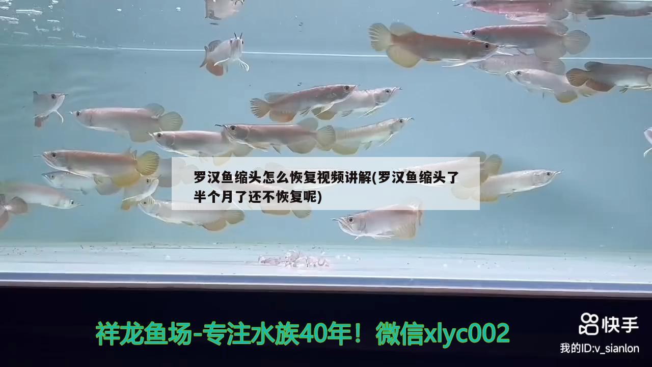 羅漢魚(yú)縮頭怎么恢復(fù)視頻講解(羅漢魚(yú)縮頭了半個(gè)月了還不恢復(fù)呢) 羅漢魚(yú)