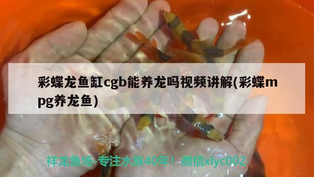 彩蝶龍魚缸cgb能養(yǎng)龍嗎視頻講解(彩蝶mpg養(yǎng)龍魚) 銀龍魚百科