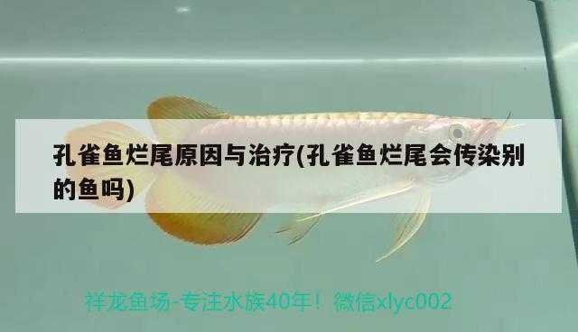 孔雀魚爛尾原因與治療(孔雀魚爛尾會傳染別的魚嗎) ?；?異型虎魚/純色虎魚