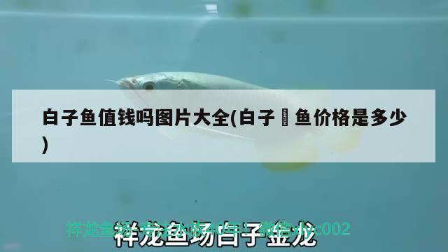 白子魚值錢嗎圖片大全(白子魟魚價(jià)格是多少) 泰國(guó)虎魚