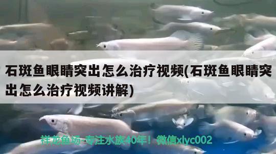 石斑魚(yú)眼睛突出怎么治療視頻(石斑魚(yú)眼睛突出怎么治療視頻講解) 三間鼠魚(yú)苗