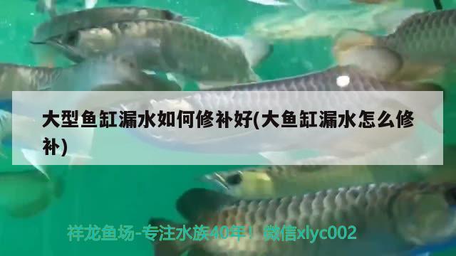 大型魚(yú)缸漏水如何修補(bǔ)好(大魚(yú)缸漏水怎么修補(bǔ)) 白化火箭魚(yú)