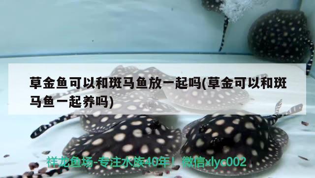 草金魚可以和斑馬魚放一起嗎(草金可以和斑馬魚一起養(yǎng)嗎) 水草