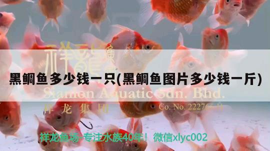 黑鯛魚多少錢一只(黑鯛魚圖片多少錢一斤) 巴卡雷龍魚