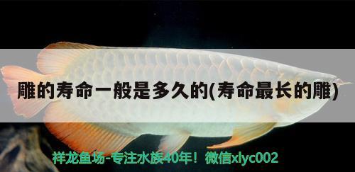 雕的壽命一般是多久的(壽命最長的雕) 金龍魚糧