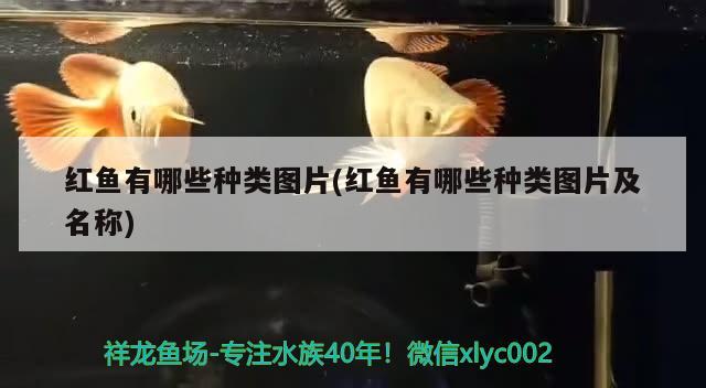 紅魚(yú)有哪些種類圖片(紅魚(yú)有哪些種類圖片及名稱) 照明器材