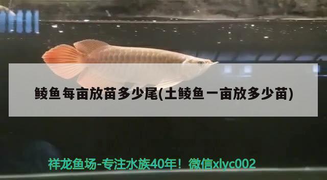 鯪魚每畝放苗多少尾(土鯪魚一畝放多少苗)