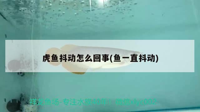 虎魚抖動怎么回事(魚一直抖動) 虎魚百科