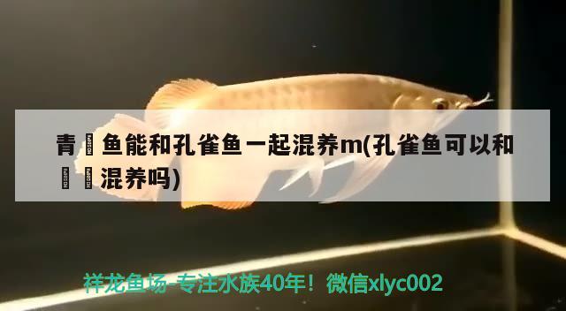 青鳉魚能和孔雀魚一起混養(yǎng)m(孔雀魚可以和鳑鲏混養(yǎng)嗎) 潛水泵