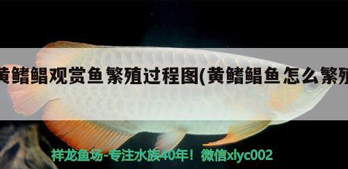 黃鰭鯧觀賞魚繁殖過(guò)程圖(黃鰭鯧魚怎么繁殖) 黃鰭鯧魚