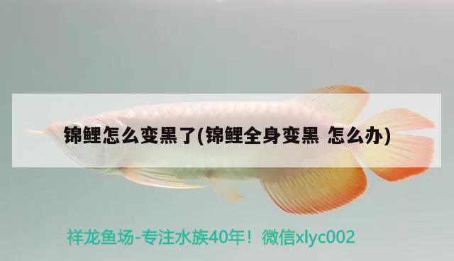 錦鯉怎么變黑了(錦鯉全身變黑怎么辦) 虎斑恐龍魚