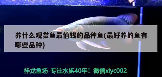 養(yǎng)什么觀賞魚最值錢的品種魚(最好養(yǎng)的魚有哪些品種)