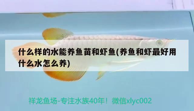 什么樣的水能養(yǎng)魚苗和蝦魚(養(yǎng)魚和蝦最好用什么水怎么養(yǎng)) 三間鼠魚