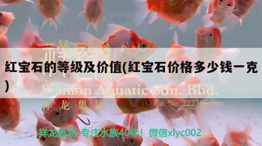 紅寶石的等級(jí)及價(jià)值(紅寶石價(jià)格多少錢(qián)一克) 水族雜談