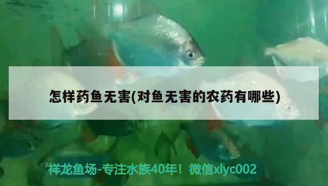 怎樣藥魚(yú)無(wú)害(對(duì)魚(yú)無(wú)害的農(nóng)藥有哪些) 彩鰈魚(yú)缸（彩蝶魚(yú)缸）