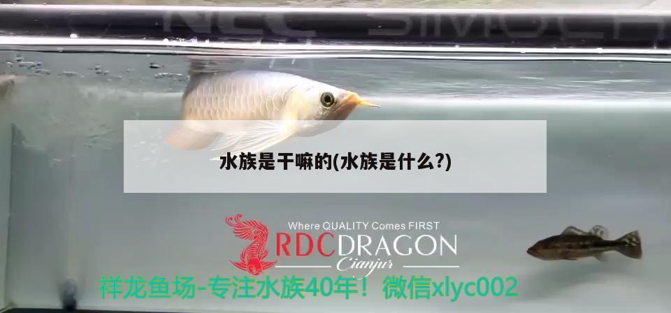 水族是干嘛的(水族是什么？) 魚缸水質(zhì)穩(wěn)定劑