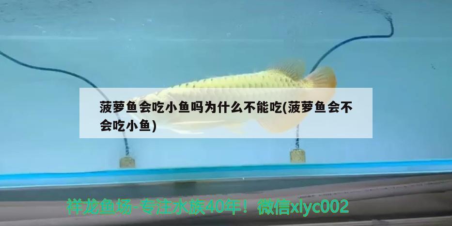 菠蘿魚會(huì)吃小魚嗎為什么不能吃(菠蘿魚會(huì)不會(huì)吃小魚) 鸚鵡魚