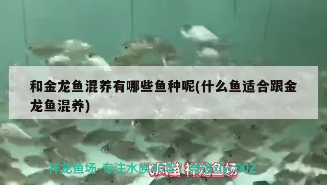 和金龍魚混養(yǎng)有哪些魚種呢(什么魚適合跟金龍魚混養(yǎng)) 孵化器