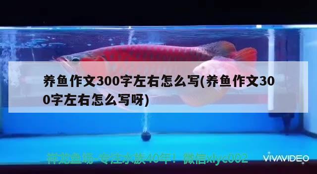 養(yǎng)魚作文300字左右怎么寫(養(yǎng)魚作文300字左右怎么寫呀)