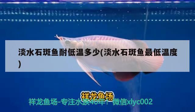 淡水石斑魚(yú)耐低溫多少(淡水石斑魚(yú)最低溫度) 三間鼠魚(yú)苗