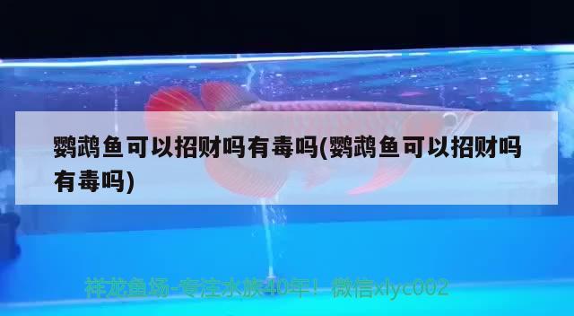 鸚鵡魚可以招財嗎有毒嗎(鸚鵡魚可以招財嗎有毒嗎) 鸚鵡魚