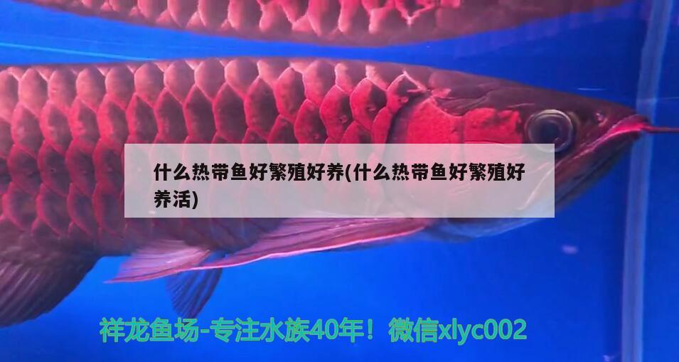 什么熱帶魚好繁殖好養(yǎng)(什么熱帶魚好繁殖好養(yǎng)活) 南美異形觀賞魚