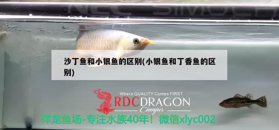 沙丁魚和小銀魚的區(qū)別(小銀魚和丁香魚的區(qū)別) 藍(lán)帆三間魚